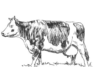 cattle