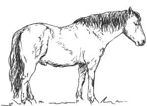 equine