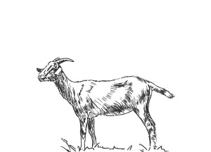 goat