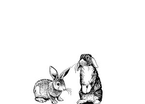 rabbit