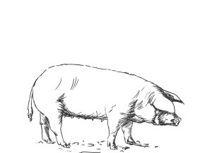 swine